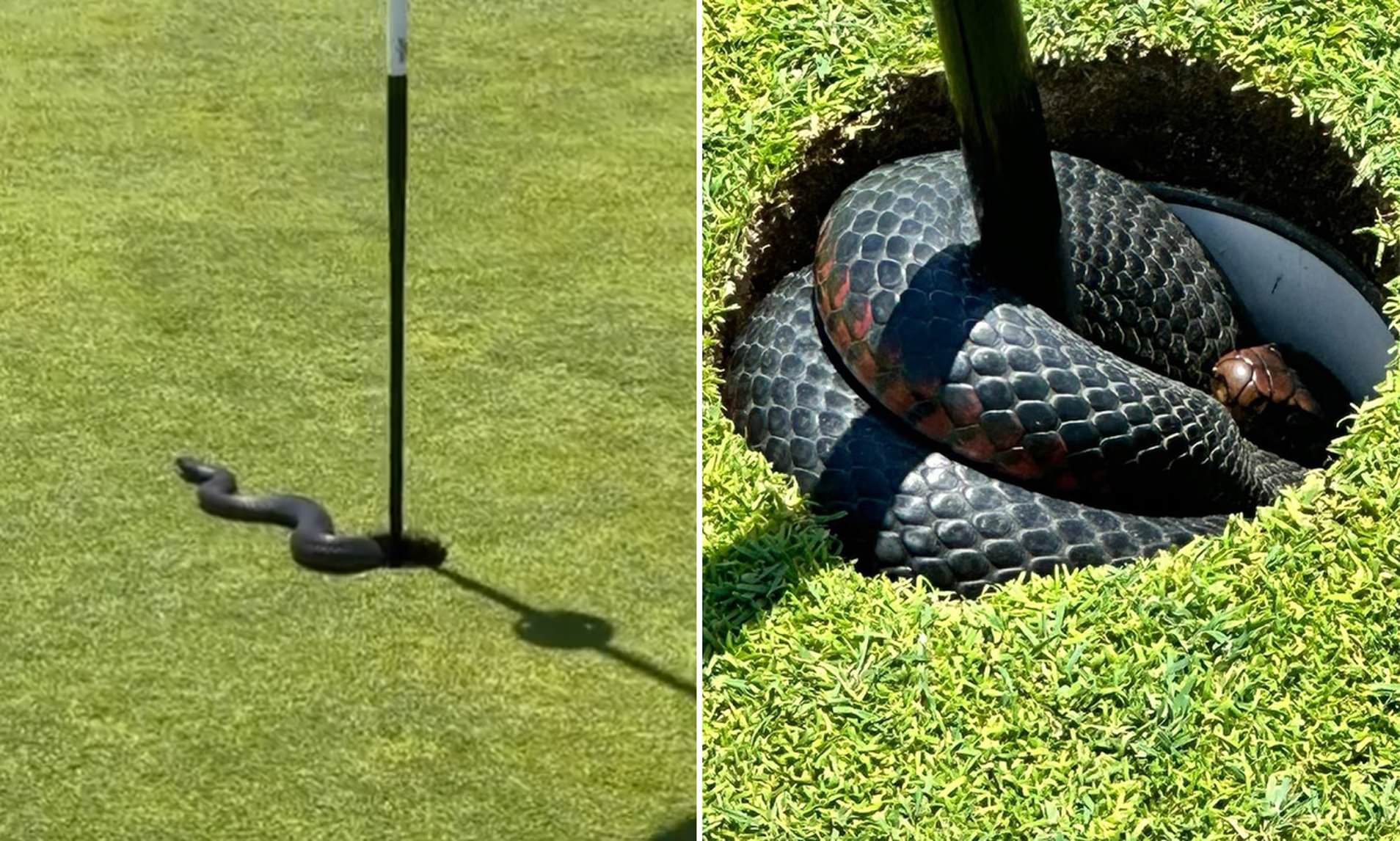 Photo: golf bet snakes